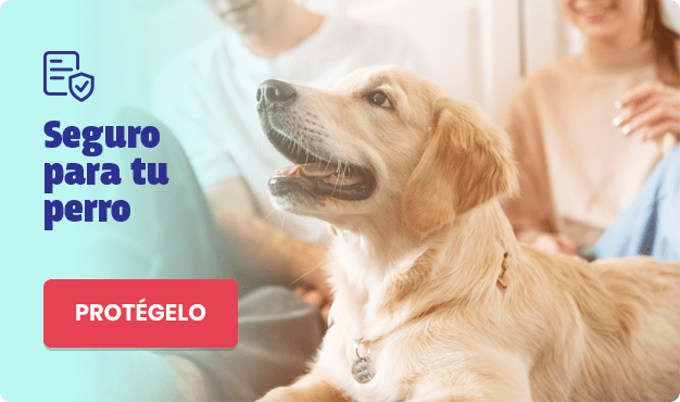 Contrata Un Seguro Para Perros: Obligatorio Según La Nueva Ley De ...